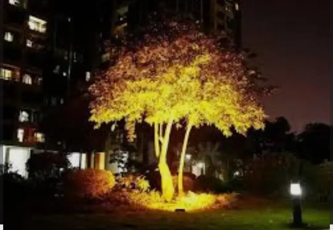 Focus light lighting a tree at night